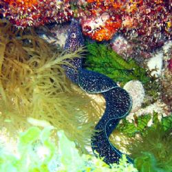This eel was seen at Isla Mujeres this April. The photo w... by Bonnie Conley 